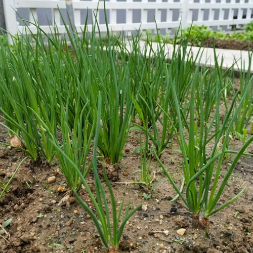semillas de cebollino perenne resistente raras, orgánicas, cebollino de perennes resistentes en cobertura del suelo 500pcs