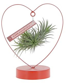 KENTIS - Tillandsia con struttura a Cuore - Piante Vere da interno - Pianta Aerea - Pianta Purifica Aria - Piante da Appartamento - Alta 25 cm