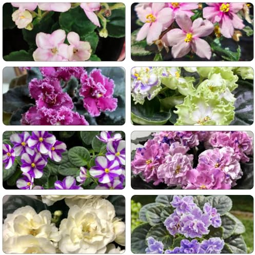 usambaraveilchen blumengarten büropflanzen schnittblumen sommerblumen veilchen pflanzensamen zimmerpflanzen blumendeko blumensaat blumensamen blumenwiesensaat blumenwiese 150samen