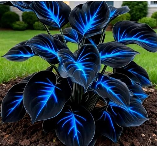 Resistente al Frío -Ideal para Jardines de España-Bulbo de hosta- Rizoma de Hosta-4 Rizoma-G
