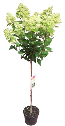 Rispenhortensie 'Limelight' auf Stamm, Hydrangea paniculata, 130–140 cm, Limettengrün bis Weiß, Winterhart