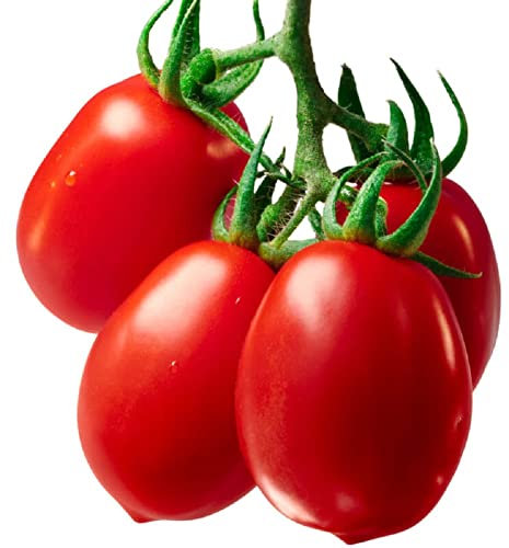 70 graines TOMATE ROMA vigoureuse et productive ** Planète Graines **