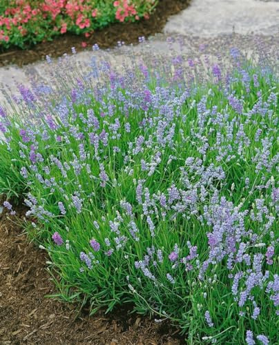 Lavandula angustifolia 'Blue Cushion' 9x9 cm Topf – Winterhart, Mehrjährig, Pflegeleicht – Echter Lavendel – Duftpflanze für Beet & Kübel