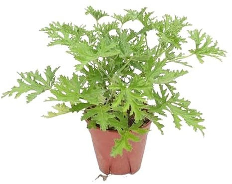 Geranio Antimosquitos Limonero |DECOALIVE | Pelargonium | Repelente de Insectos