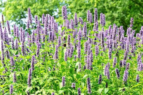 Duftnessel - Anis-Riesenysop - Agastache foeniculum - Ysop - Mehrjährig, Winterhart - 400 Samen