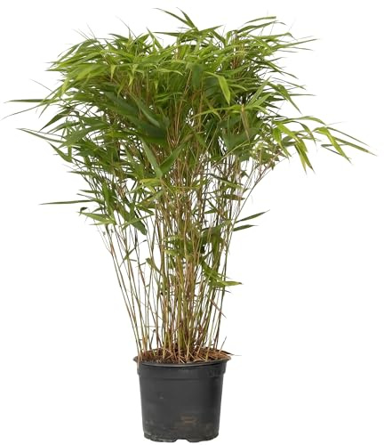 GardenersDream Fargesia Nitida Gansu Bambus – Winterharter Immergrüner Gartenbambus – Nicht Invasiv Horstig Sichtschutz – Dunkelviolette Halme für Garten & Kübel (20–30 cm, inkl. 14cm Topf)