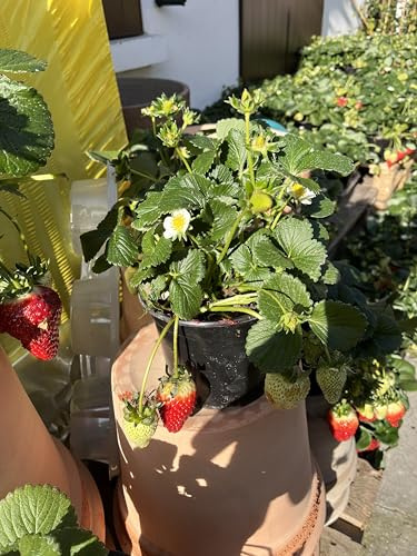 Fragole gigante Made in Italy, Terre di Romagna 3 piante vaso. Altissimo livello
