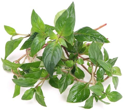 K2AQUA Staurogyne Porto Vehlo Live Aquarium Plant Compact Green Leaves Easy Care Low Maintenance Foreground Midground Freshwater Tropical Tank Natural Decoration