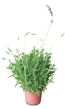 Planta de Lavanda Natural Hierba Perfumada y Resistente para Exterior e Interior
