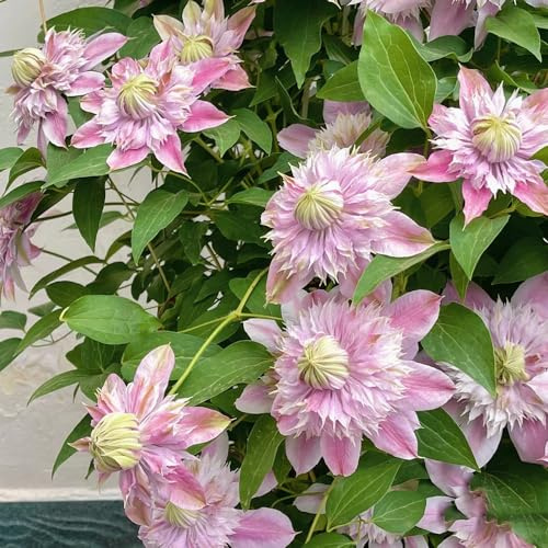 Bulbi di clematide, clematide bulbo di arredamento del soggiorno balcone serra resistenti al pieno sole serra interna da giardino da interno giardino 8pcs