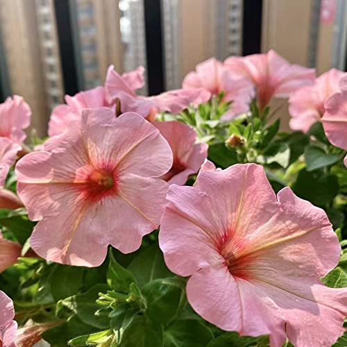 semi di petunia resistenti raro giardino roccioso biologiche varietà antiche interno in vaso 900pcs