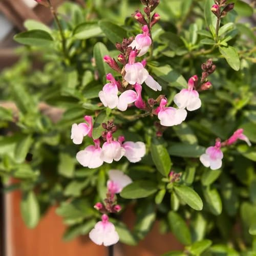 semillas de salvia Decoraciones jardín exteriores cobertura 800pcs