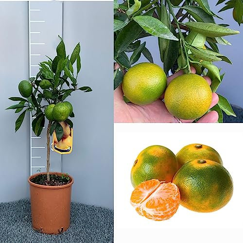 SAVINI VIVAI Pianta di Mandarino Albero di Agrumi Mandarino Precoce Satsuma Miyagawa in Vaso da 20 cm Altezza 70 cm 2-3 Anni di innesto Made Italy