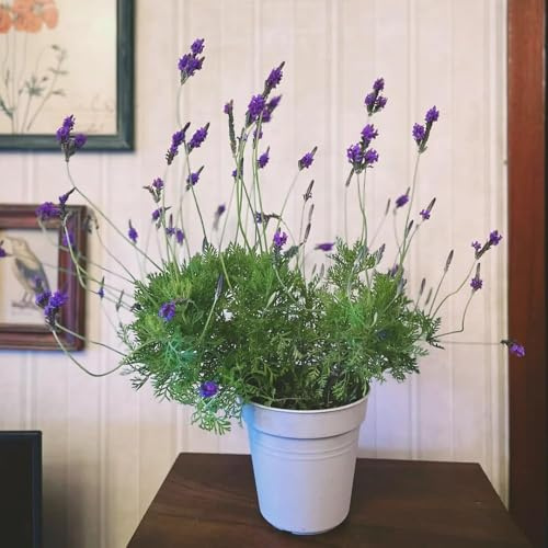 300 piezas semillas de lavanda resistentes - decoración prado semillas de lavanda del prado cobertura del suelo resistentes,