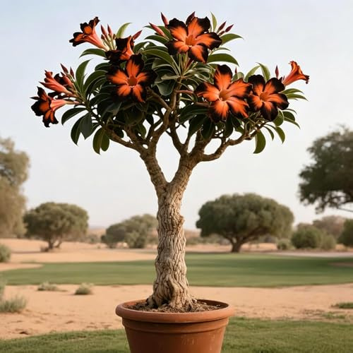 Rosa deserto/bulbi - Adenium obesum - giardino precoce giardino balcone 2Rhizome