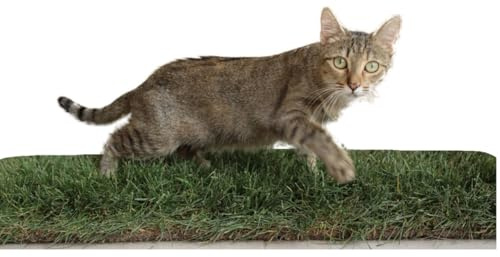 PratoErboso GreenZolla – El original arenero para gatos de hierba auténtica natural, 100% natural caseta para gatos de césped real, zona de juego y relajación para animales tamaño maxi
