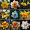 Bulbi Di Narciso,Fragranza Pura,Bulbi Di Fiori, Piante Perenni,Narciso Fiore Bulbi,Bulbi Narcisi-12bulbi-E