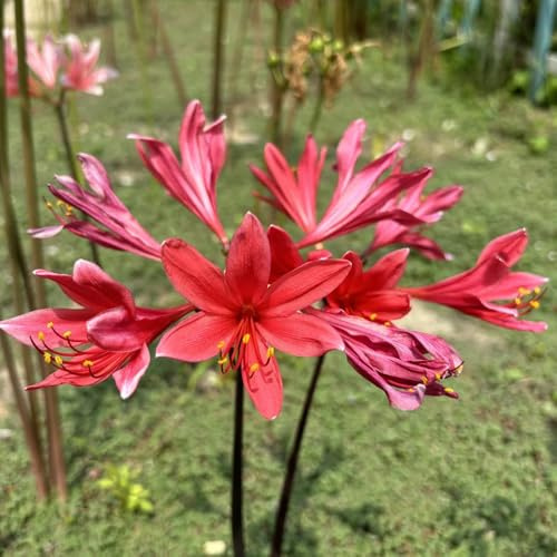 12 pz bulbi lycoris radiata, sul balcone per giardinieri giglio ragno, resistenti da giardino