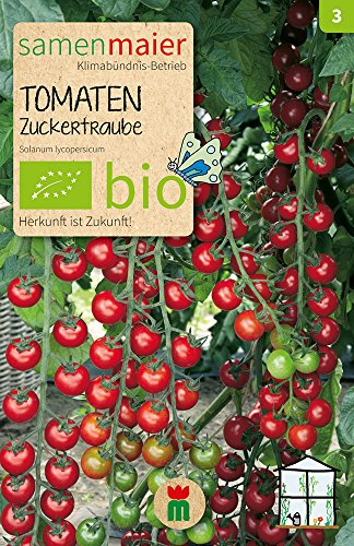 BIO Tomaten Zuckertraube Samen - Süße Cocktailtomaten in langen Trauben - Ideal zum Naschen - Aussaat von Februar bis April - Inhalt reicht für ca. 10 Pflanzen - Samen Maier