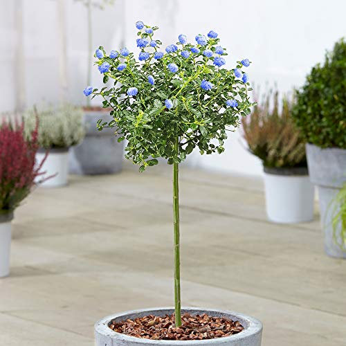 Albero di Ceanothus Repens | Alberi ornamentali sempreverdi in vaso di Lilac Californiana.
