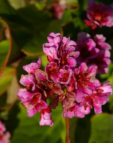 Riesen-Steinbrech Herbstblüte - Bergenie - Bergenia cordifolia Herbstblüte Verpackungseinheit 1