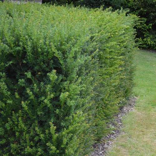 Europäische Eibe - Taxus baccata - Blatt grün - 6 Pflanzen - Heckenpflanze - 1 laufender Meter - immergrün - Topf 17cm Höhe 60cm