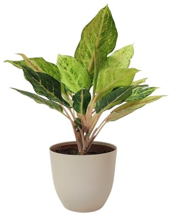 I Giardini di Giulia | Aglaonema 'Lucky' Ø15 cm H 45 cm | Planta de interior fácil cuidado | Hojas abigarradas verde claro y crema (maceta marfil)