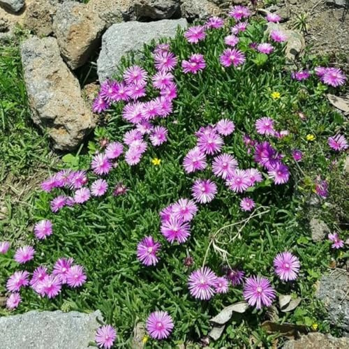 semillas de Mesembryanthemum - perennes resistentes, jardín con balcón cubierta del suelo 350pcs