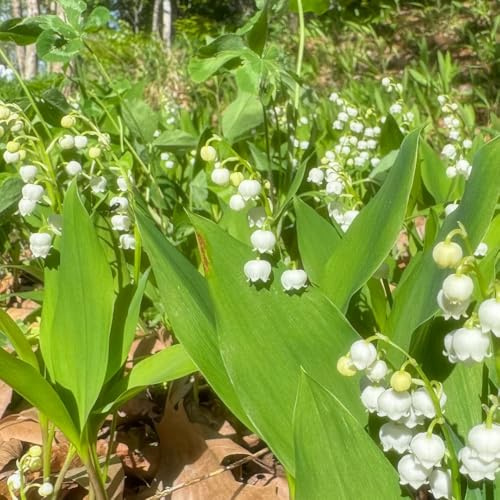 bulbos de lirio de los valles - jardín rocas resistentes balcón perenne cubre el suelo 15pcs
