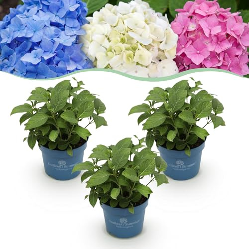 Green boutiQ - Gartenpflanze - Hydrangea Endless Summer Blue - Pink - White - Hortensie - Winterhart - Blau - Rosa - Weiß - 3 Pflanzen - Topf 14cm - Höhe 20-25cm