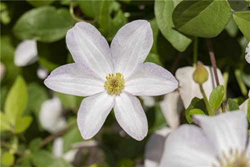 Waldrebe Clematis viticella Huldine 60-80 cm Kletterpflanze winterhart
