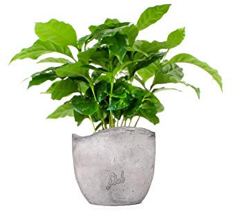 Pianta di Caffè Altezza 25 cm, Pianta Vera, Pianta da Interno, Vaso Artigianale in Cemento (onda)