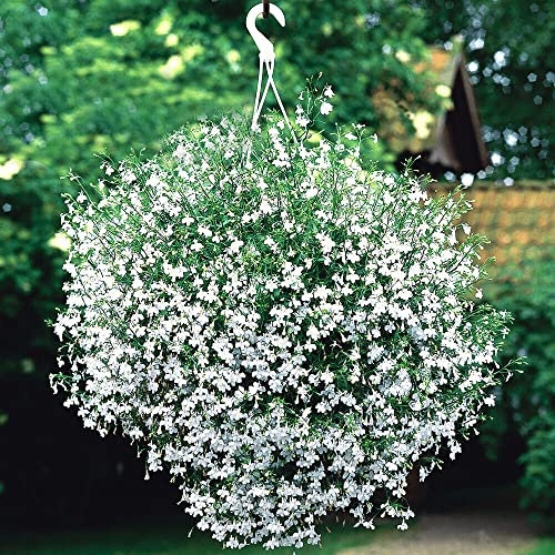 Trailing Lobelia Cascae White 7 000 Seeds + Freebie + Plant tag Lobelia Pendula Balcony Flower