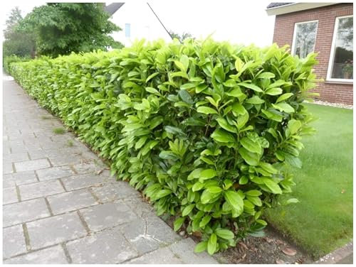 Stauden Gänge 50 x Prunus laurocerasus 'Novita' (Gehölz/Heckenpflanze/Winterhart/Mehrjährig/Immergrün) Kirschlorbeer - Robust, pflegeleicht und immer ein Blickfang