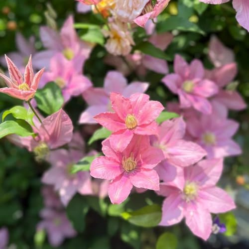 Clematis, balkon blumendeko Clematis florida, Kletterpflanze geschenk mehrjährige winterhart schnellwachsende 1Zwiebeln