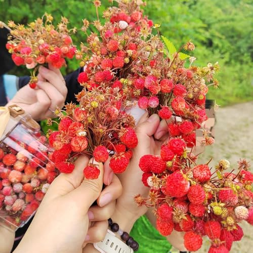 semi di fragola selvatica - resistenti vecchie varietà in vaso biologici da giardino 550pcs