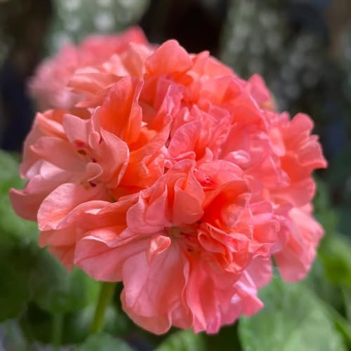 geranien blumengarten blumenbeet balkon blumendeko balkonpflanze blumenwiese herbstaussaat mehrjährig blumensaat blumenstauden winterhart blumenwiesensaat exotische zimmerpflanzen 50samen
