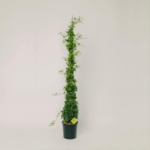 PLANTI' PIANTA VERA EDERA | Hedera | Piante ornamentali sempreverdi, rampicanti adatte a muro, griglie e struttura a rete in legno1 (Saggitifolia)