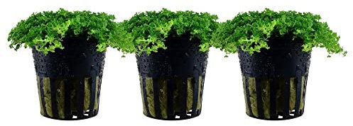 AquaOne Aquarium Pflanze 3 Stück Hemianthus callitrichoides 'Cuba' I Wasserpflanze Aquariumpflanze Bodendecker voll durchwurzelt einfach pflegeleicht Aquascaping Dekoration