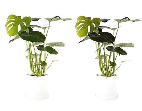 Swiss Cheese Plant Monstera Deliciosa in a 14cm Pot 40-60cm high - Tropical Indoor House Plants (2 x Full Size Plants)