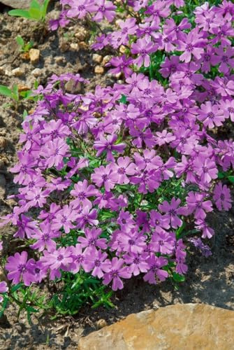 Phlox subulata 'Purple Beauty' 9x9 cm Topf – Winterhart, Mehrjährig, Pflegeleicht – Polsterphlox – Bodendecker für Steingarten & Beetkante