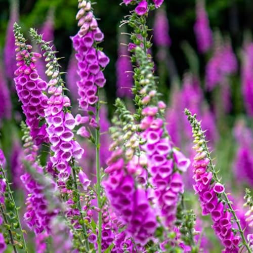 Foxglove Seeds - 200 Native UK Wild Flower Seeds for Attracting Birds, Bees, Wildlife, Pollinators, Suitable for Planting and Growing Outdoors in Meadows, Fields, Gardens and Borders by Meldon Seeds