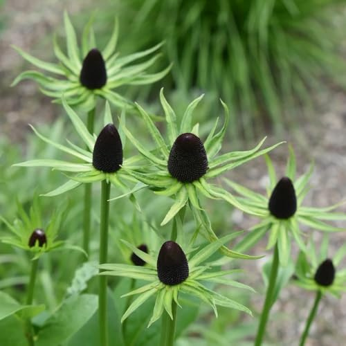 Sonnenhut, Rudbeckia laciniata, wildblumensamen gartenpflanzen winterhart mehrjährig nachhaltige geschenke blumensamen 250Samen