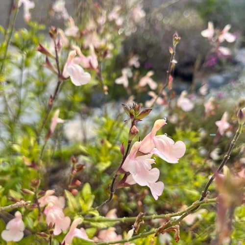 semi di salvia -, da giardino roccioso da interno decorazione del giardino esterno sul balcone Aiule rialzate per il 150pcs