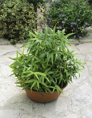 Pleioblastus pygmaeus 11x11 cm Topf – Winterhart, Immergrün, Mehrjährig – Zwergbambus – Bodendecker für Beet & Kübel