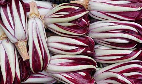 1000 Radicchio Rossa di Treviso semiprecoces