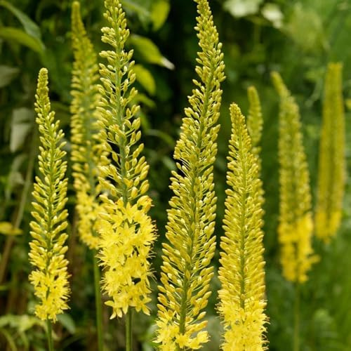 Steppenkerze, blumenwiese exotische blumensamen seltene blumendeko für sonnige plätze balkonpflanzen balkongewächshäuser 125Samen