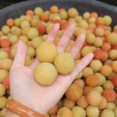 Semi di Myrica Rubra - resistenti all'esterno dell'di bayberry, decorazione del giardino per esterno, 80pcs