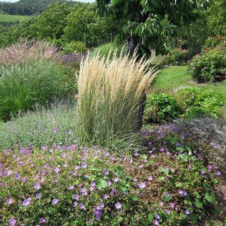 Calamagrostis x acutiflora 'Karl Foerster' – Winterhart, Mehrjährig, Pflegeleicht – Reitgras – Ziergras für Beet & Kübel