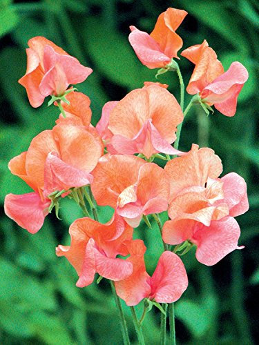 Sweet Pea Seeds - Prince of Orange